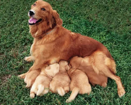 A bitch breastfeeding her puppies