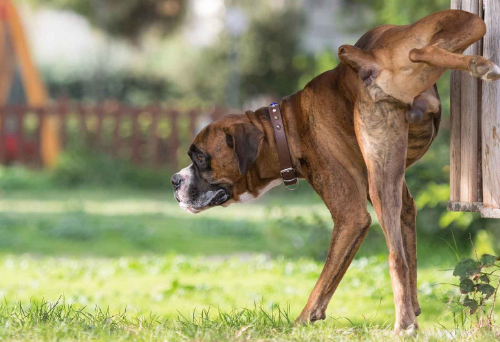 A Boxer dog breed marking his territory by urinating