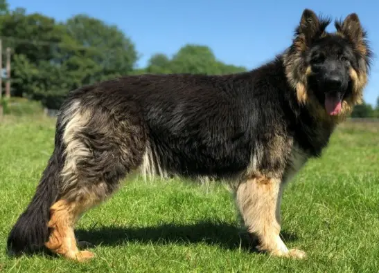 An image showing a long-coated German Shepard Dog