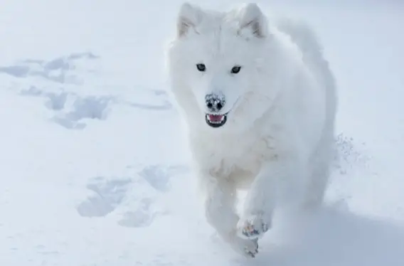 A dog with thicker coat in winter climates.