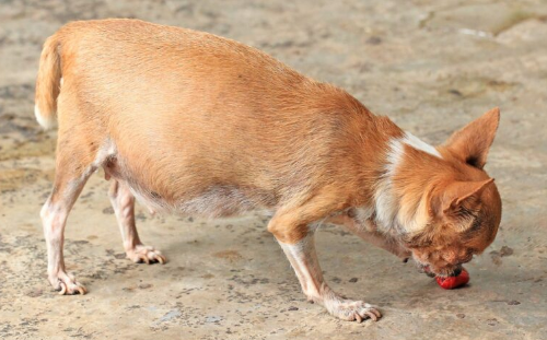 A Pregnant Street Dog sniffing the ground.
