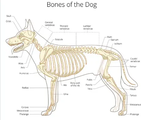 An image showing dog bones anatomy