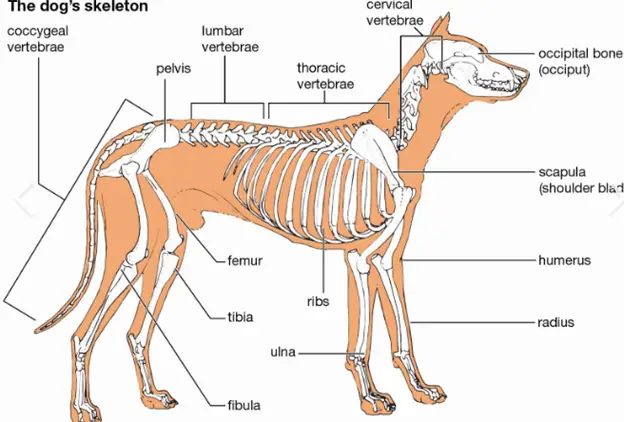An image showing dog skeletal structure 