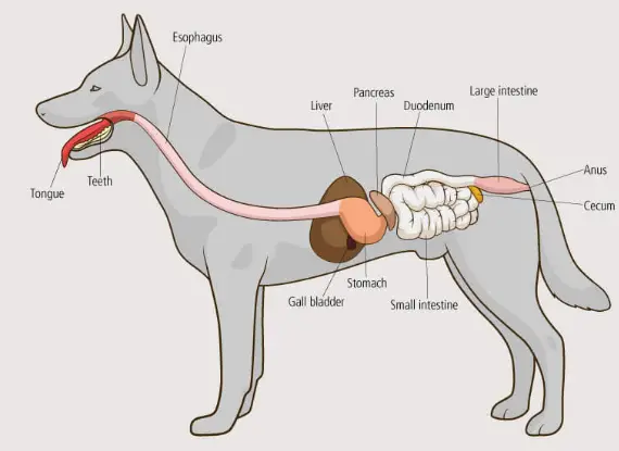 A dog digestive system diagram