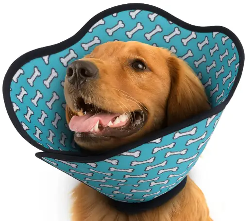 An image showing a dog wearing an Elizabethan collar for dogs.