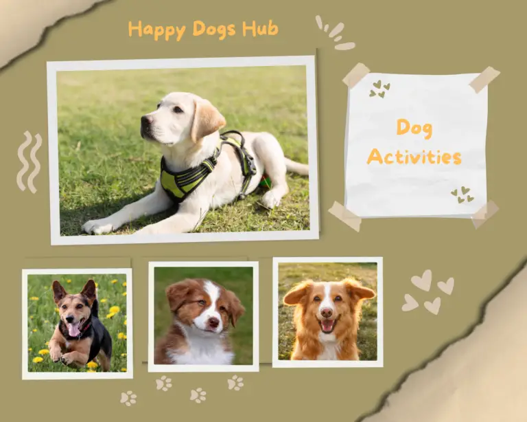 Happy dogs preparing for fun and engaging activities.