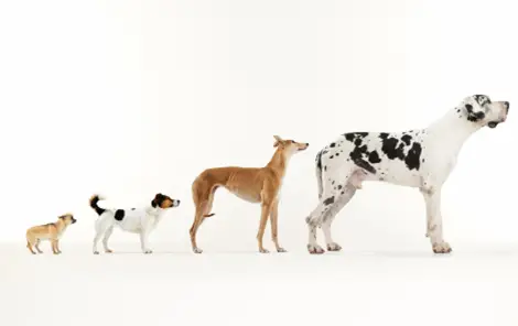 History of Dogs: An image showing how dogs were domesticated.