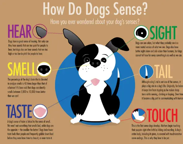An image showing the 5 dog senses.