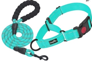 Photo of a martingale dog collar