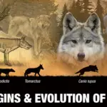 Origin, Evolution, and history of Dogs
