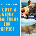 Cute name ideas for puppies
