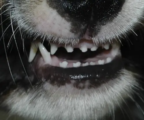 An image showing dog deciduous teeth