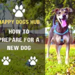 5 steps on how to prepare for a new dog