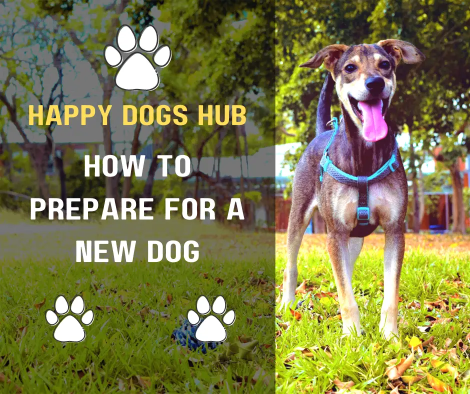 5 steps on how to prepare for a new dog