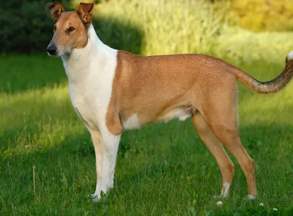 A smooth coated Collie dog