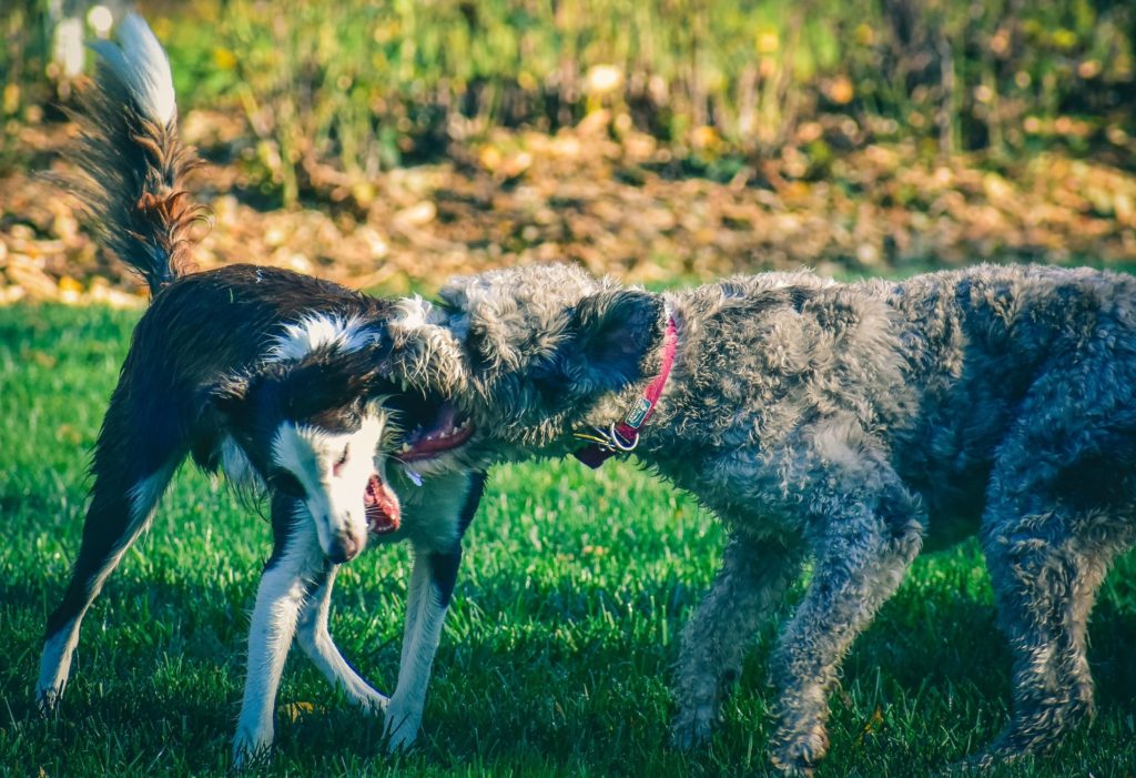 Two purebred aggressive dogs biting each other on grass