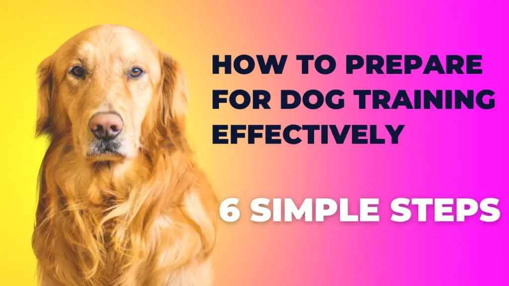 How to prepare for dog training effectively