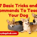 7 basic dog commands