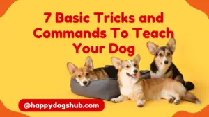 7 basic dog commands every pup should know