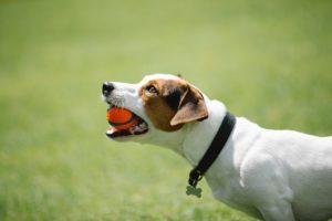 Basic dog training principles: A dog in black collar with an orange ball in mouth.