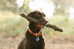 A labrador with a flat dog collar holding a twig with their mouth.