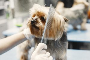A close-up image of a dog being groomed