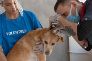 A veterinary checking up on a dog