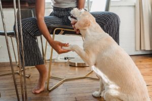A woman petting and bonding with dog