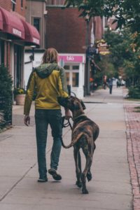 A dog walking alongside a man 