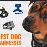 The 6 different types of dog harnesses